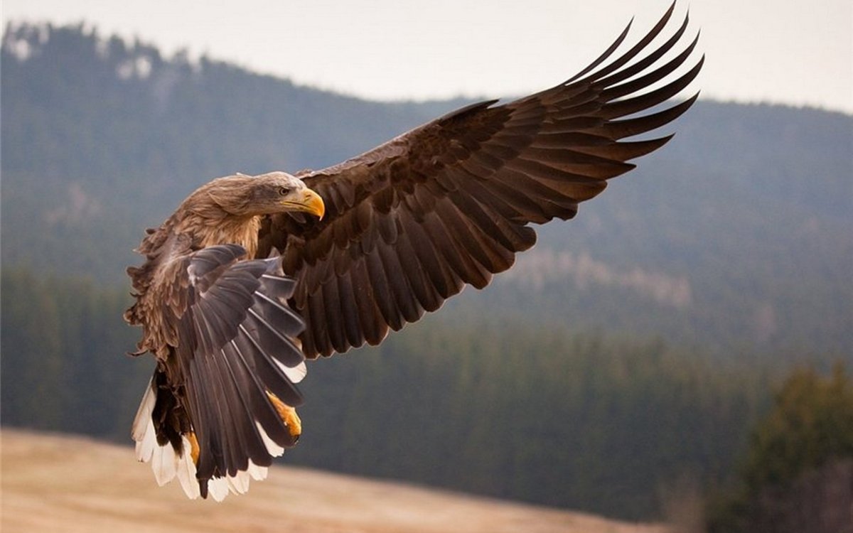 Беркут ястреб Коршун