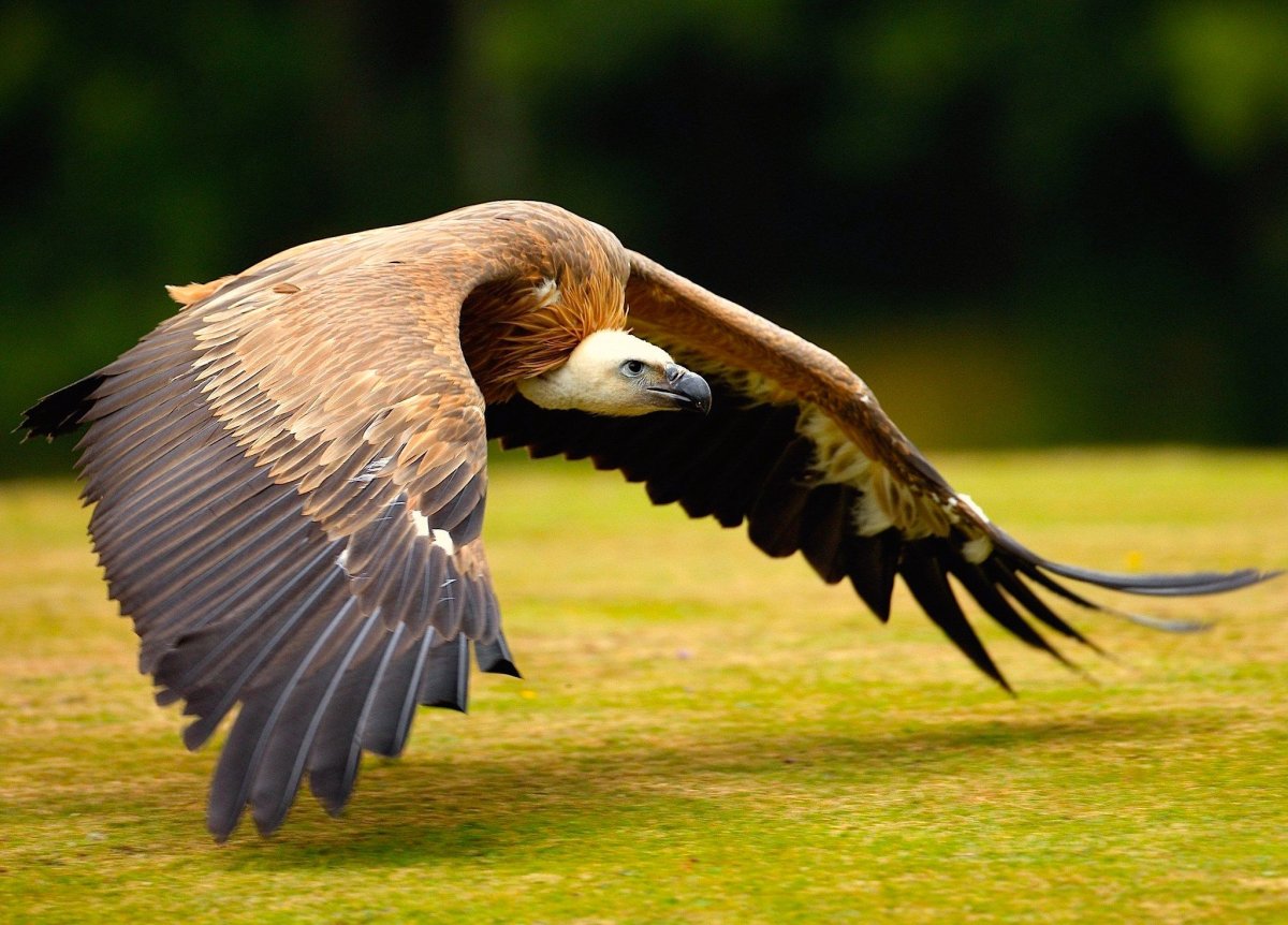Андский Кондор Гарпия