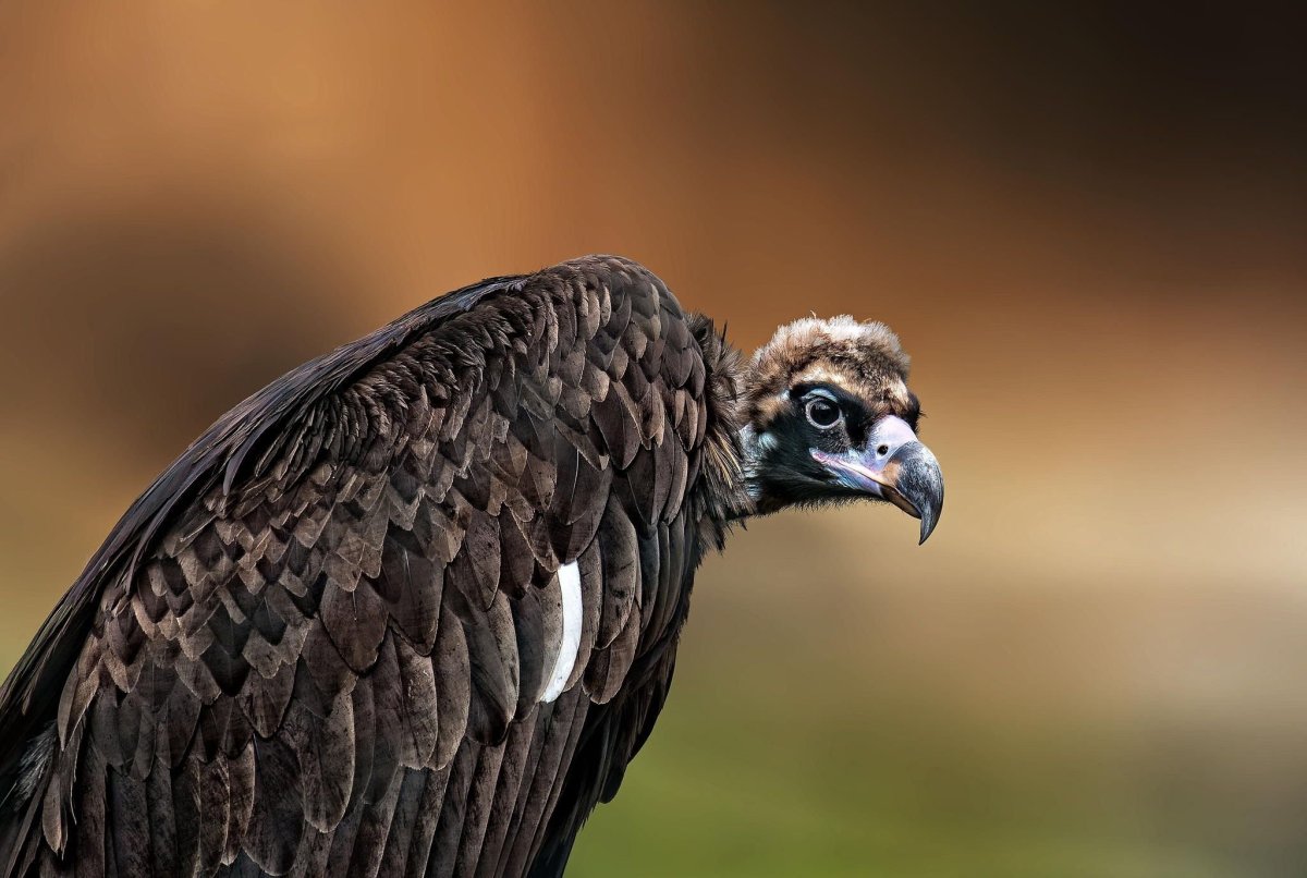 Птицы падальщики Грифон