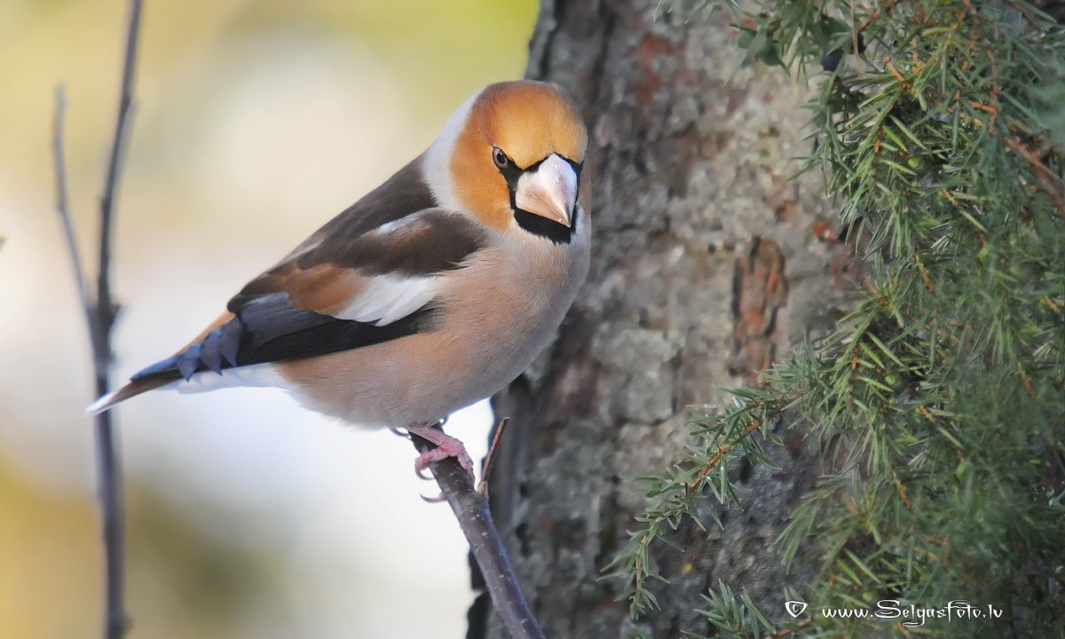 Ошейниковый горный Дубонос