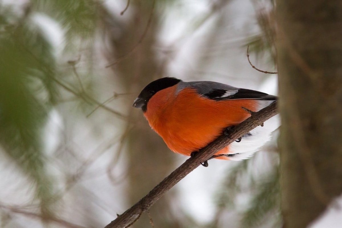 Оранжевая птица зимой