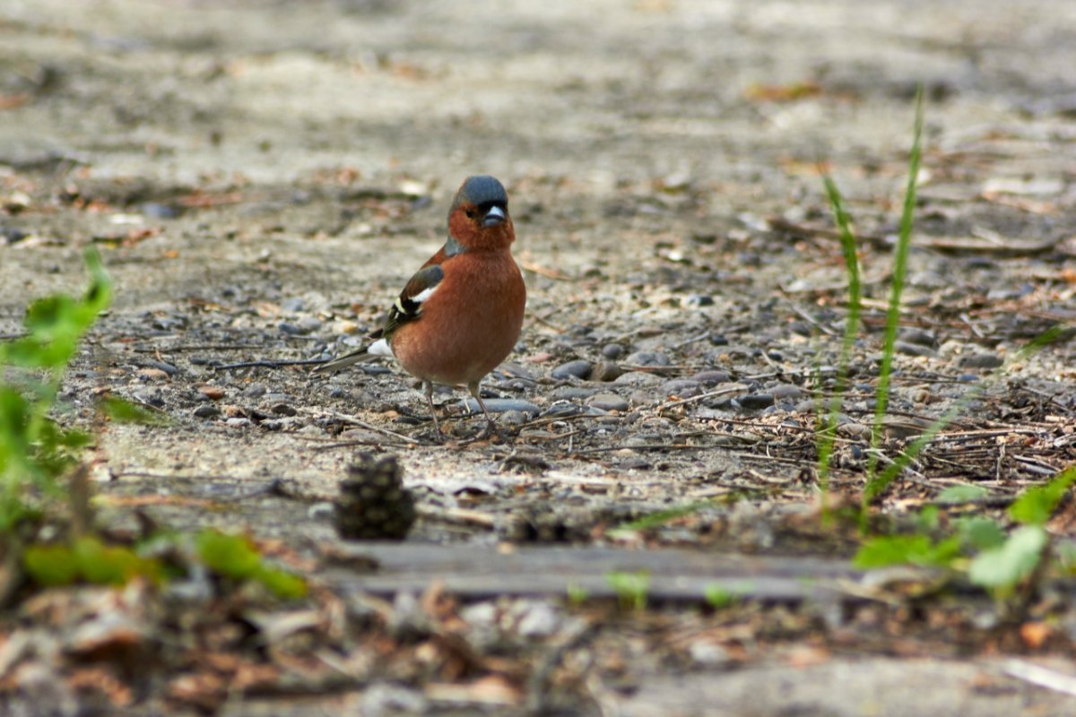 Птицы Удмуртии Зяблик
