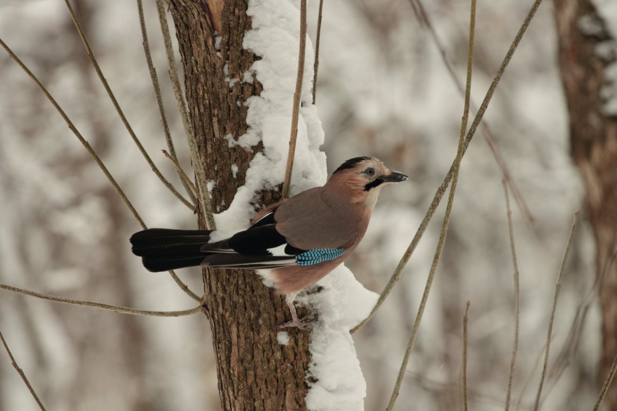 Сойка зимующая