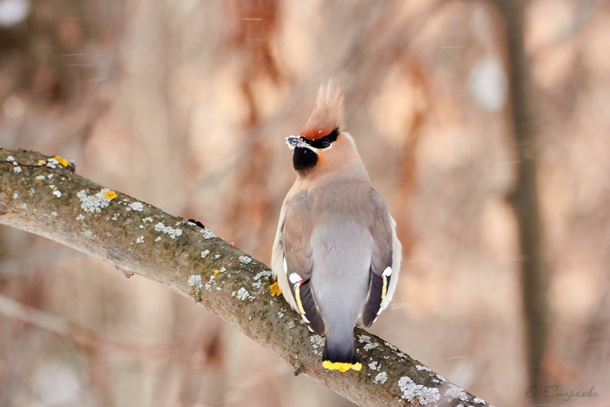 Птички Удмуртии