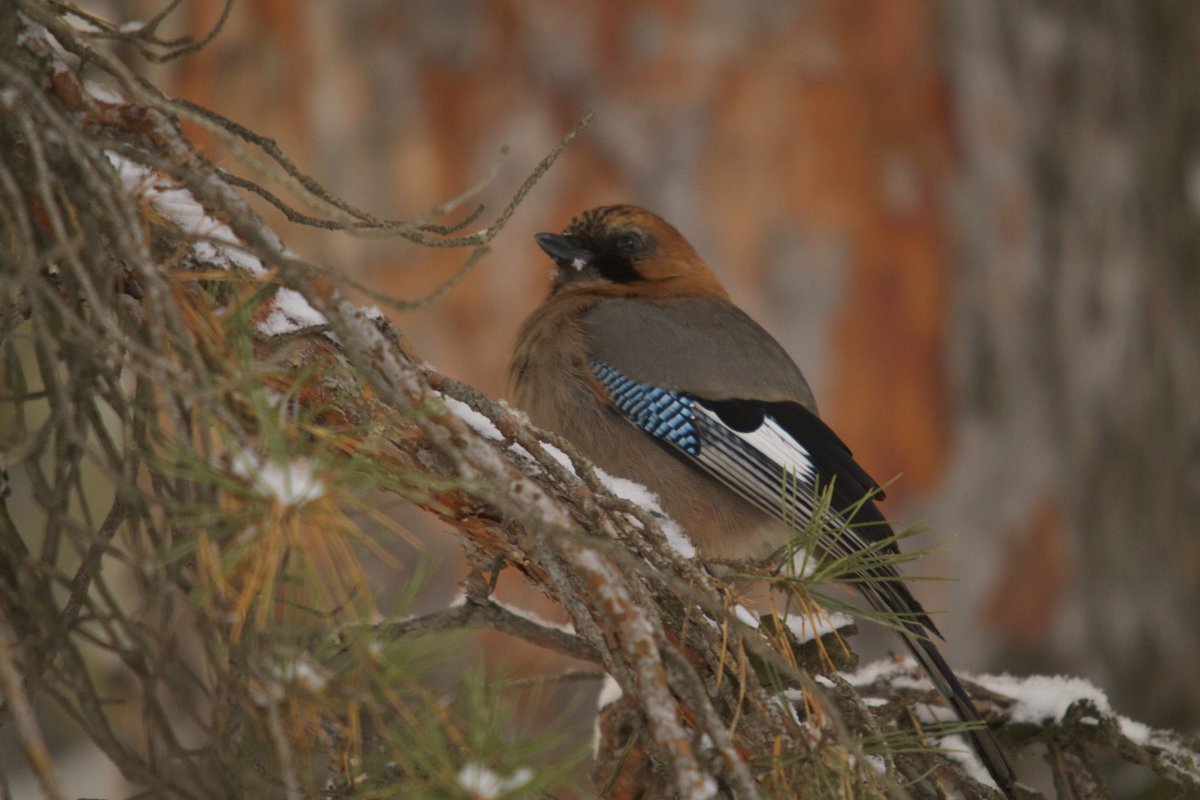 Птицы Новгородской области