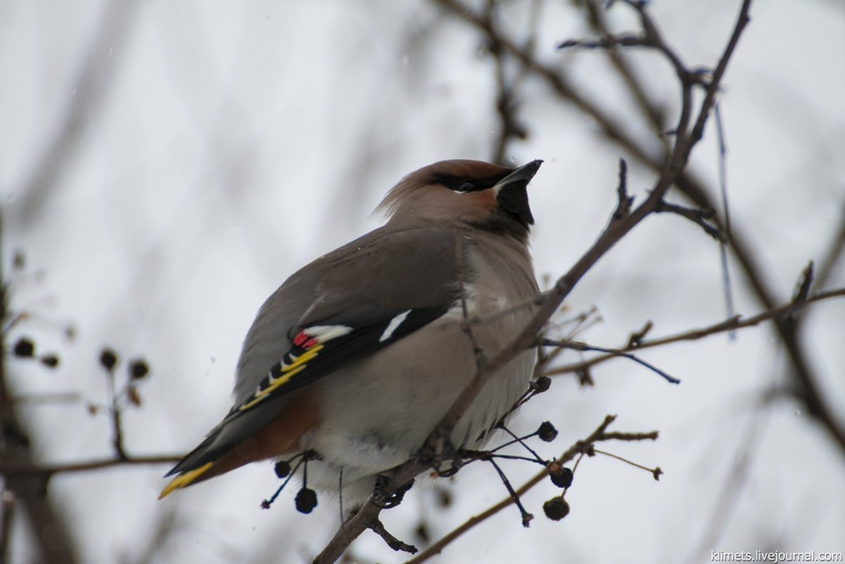 Сойка и свиристель