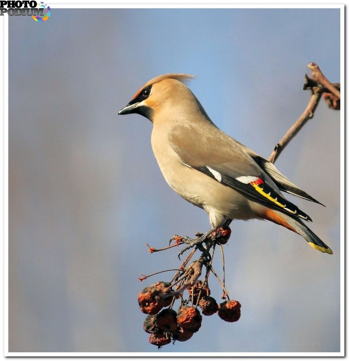 Птицы Удмуртии