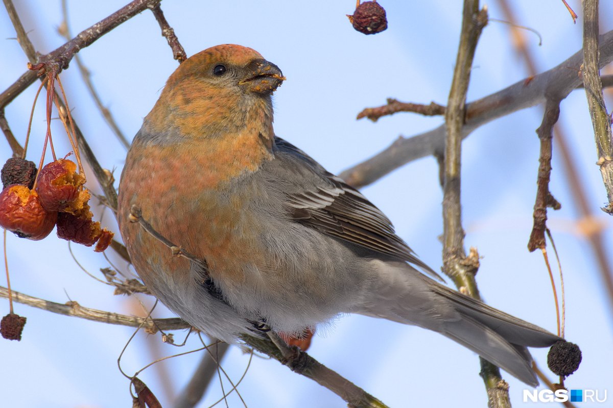 Зимние птицы в Сибири Щур