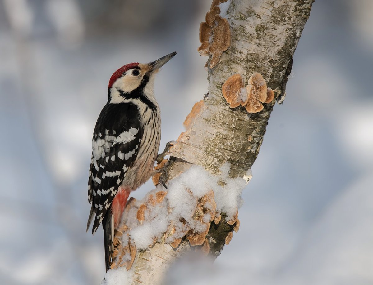 Дятел зимующая птица