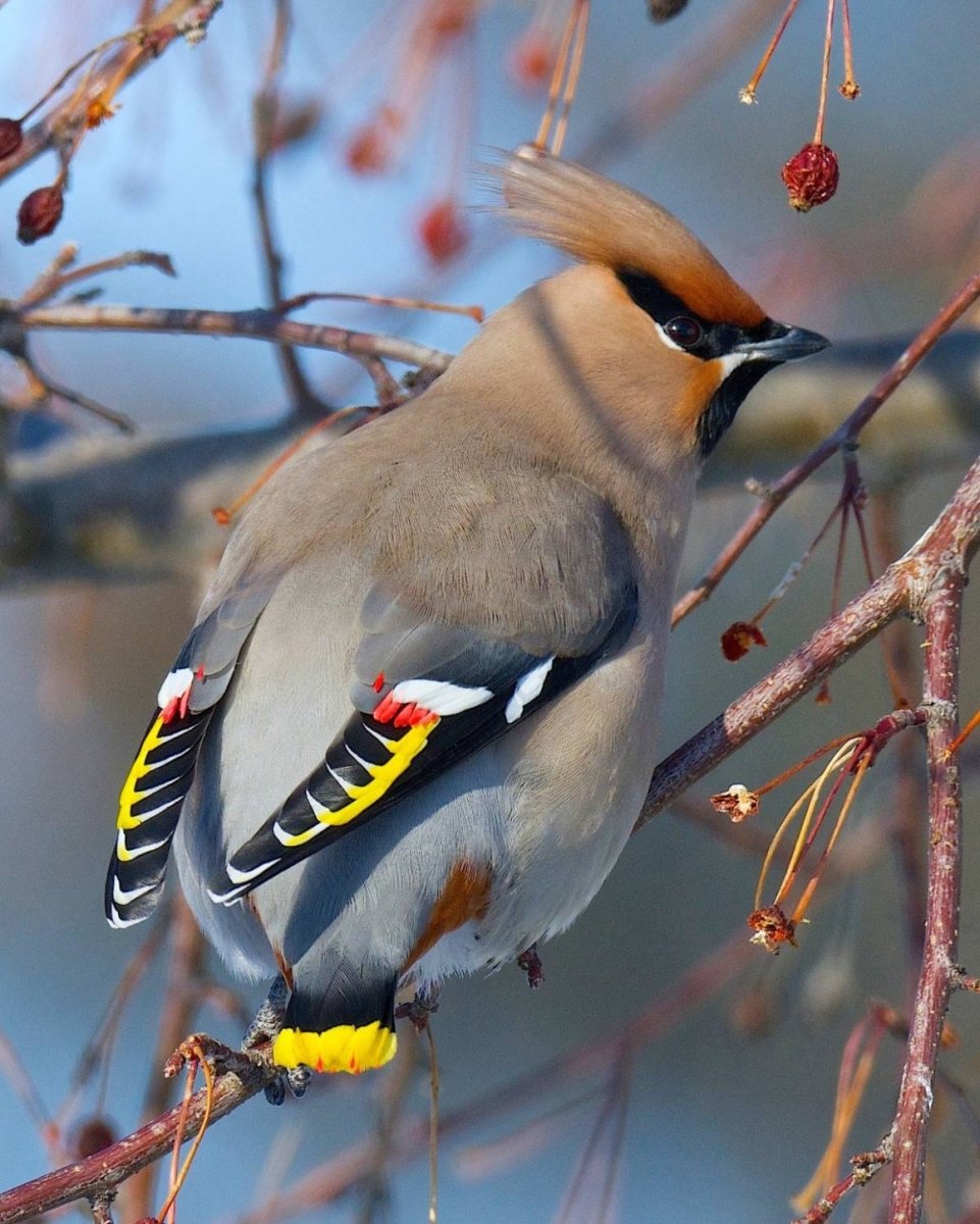 Свиристель обыкновенный (Bombycilla garrulus)