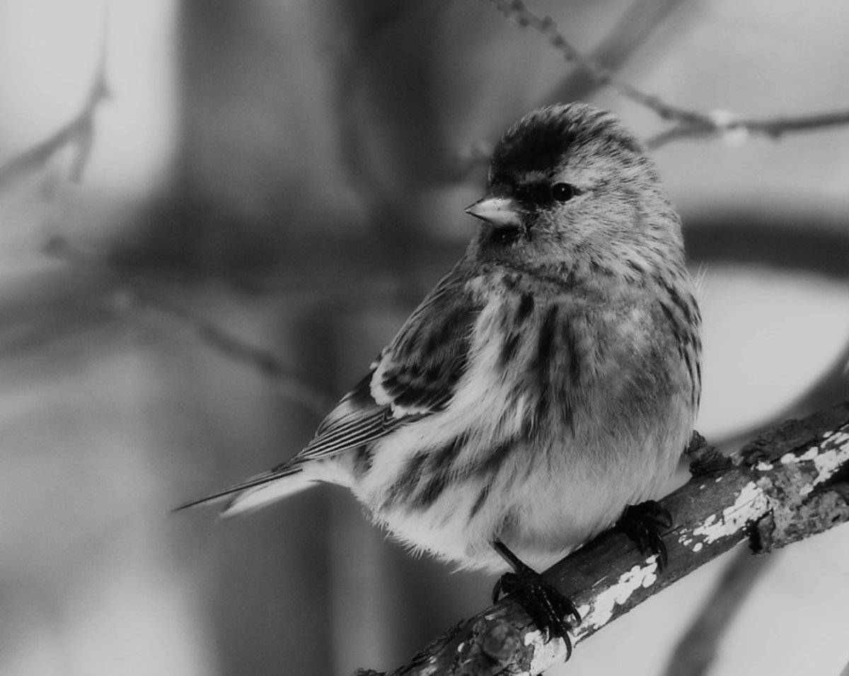 Птицы Пермского края зимой