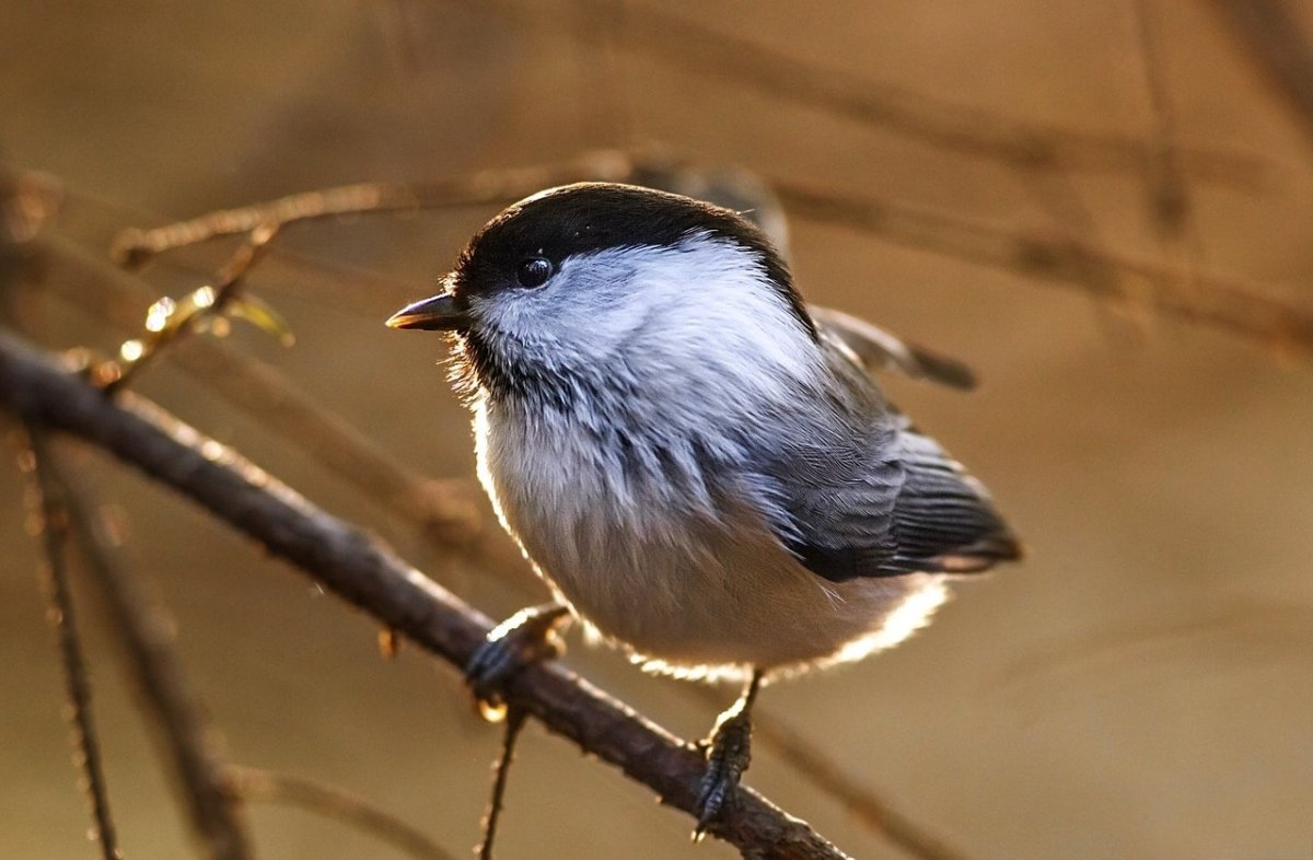 Птицы Ижевска городские