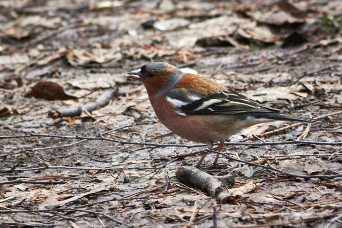 Лесные птицы Удмуртии