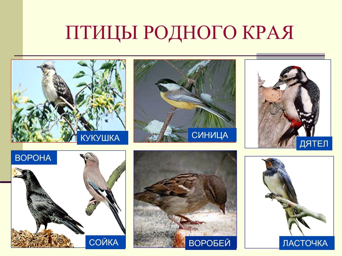 Птицы родного края презентация