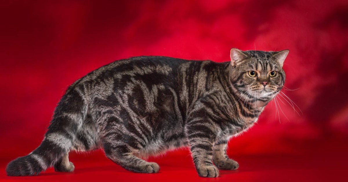 Кот британец мраморный табби