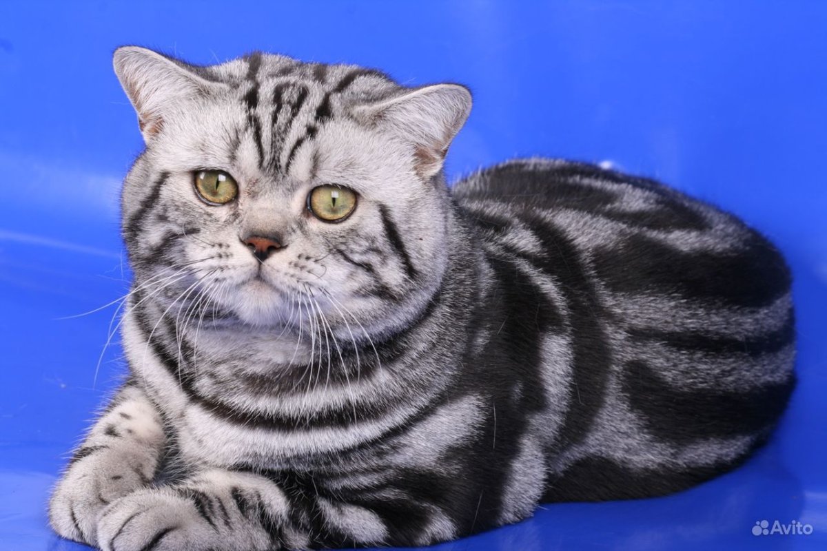 Британский мраморный табби