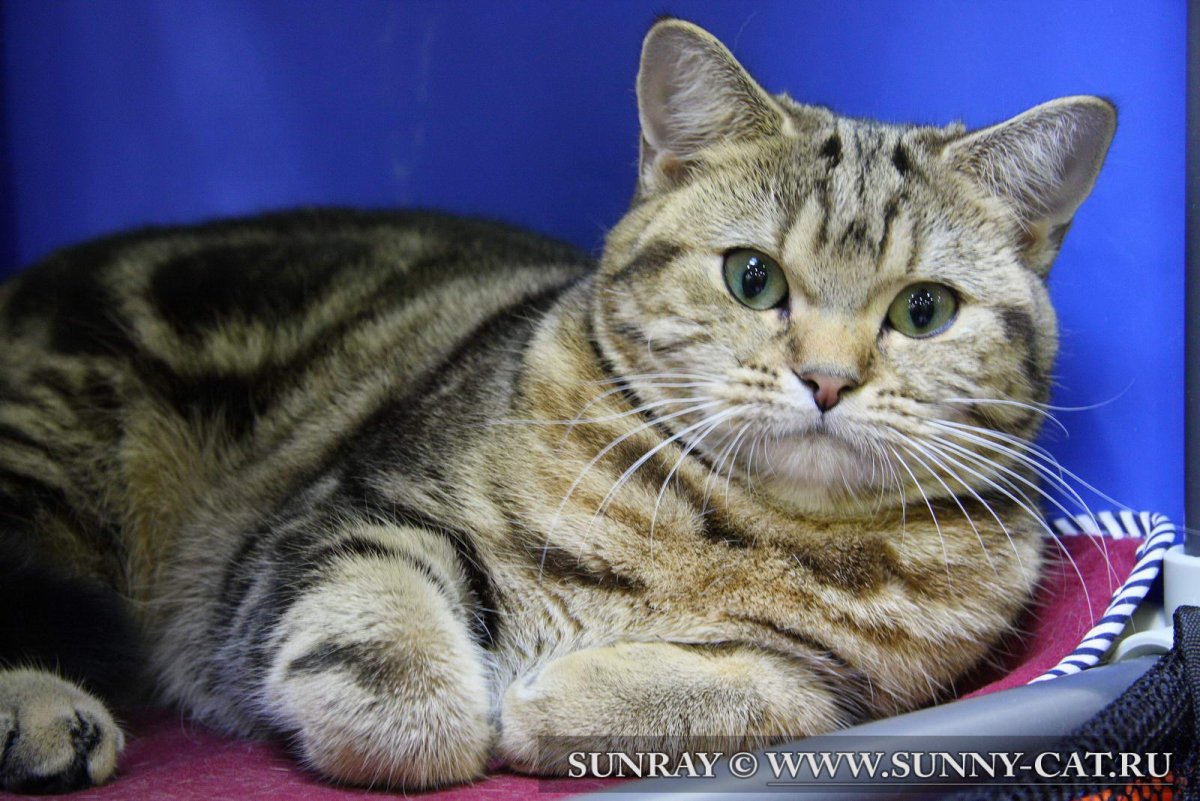 Шотландский страйт золотой мраморный