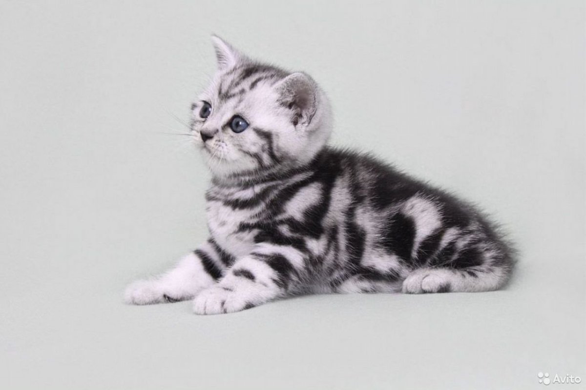 Британская короткошерстная мраморная