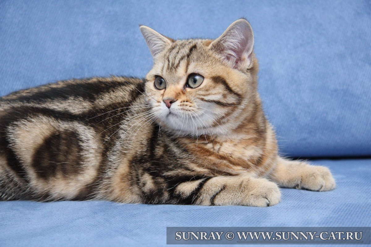 Мраморный табби британец