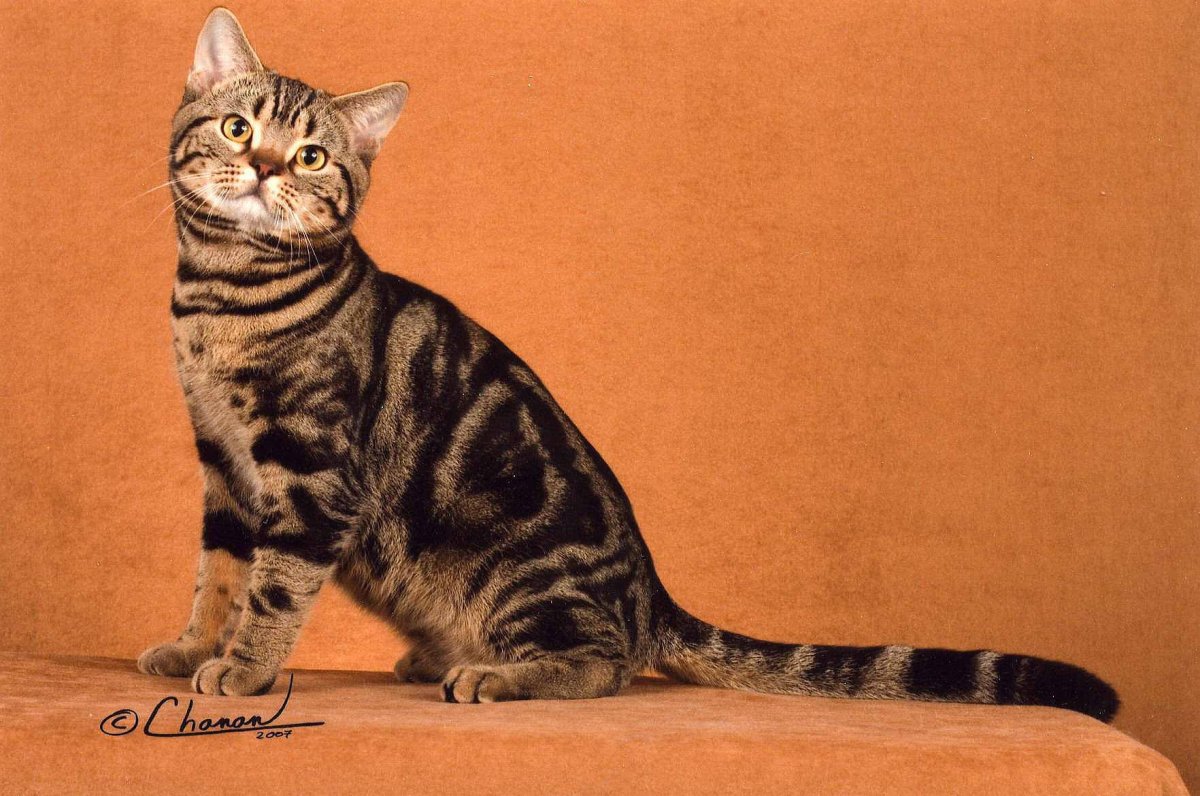 Мраморный Мэнкс табби