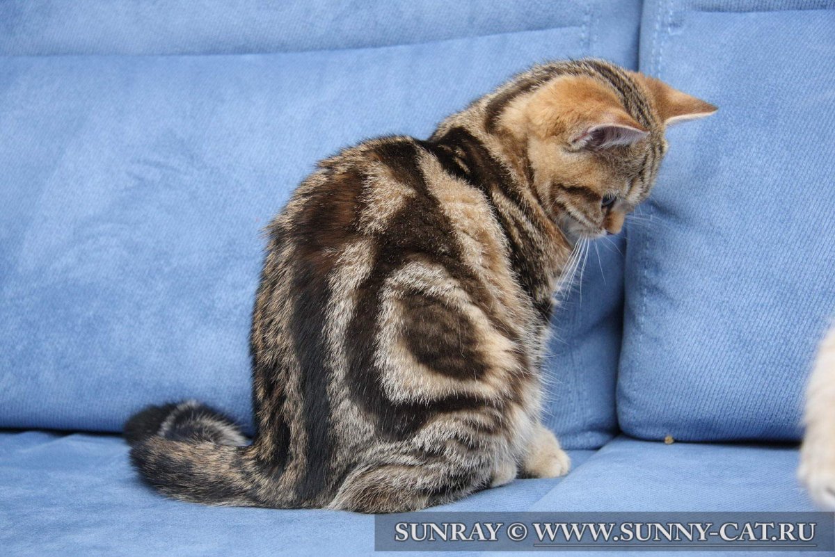 Окрас табби мраморный