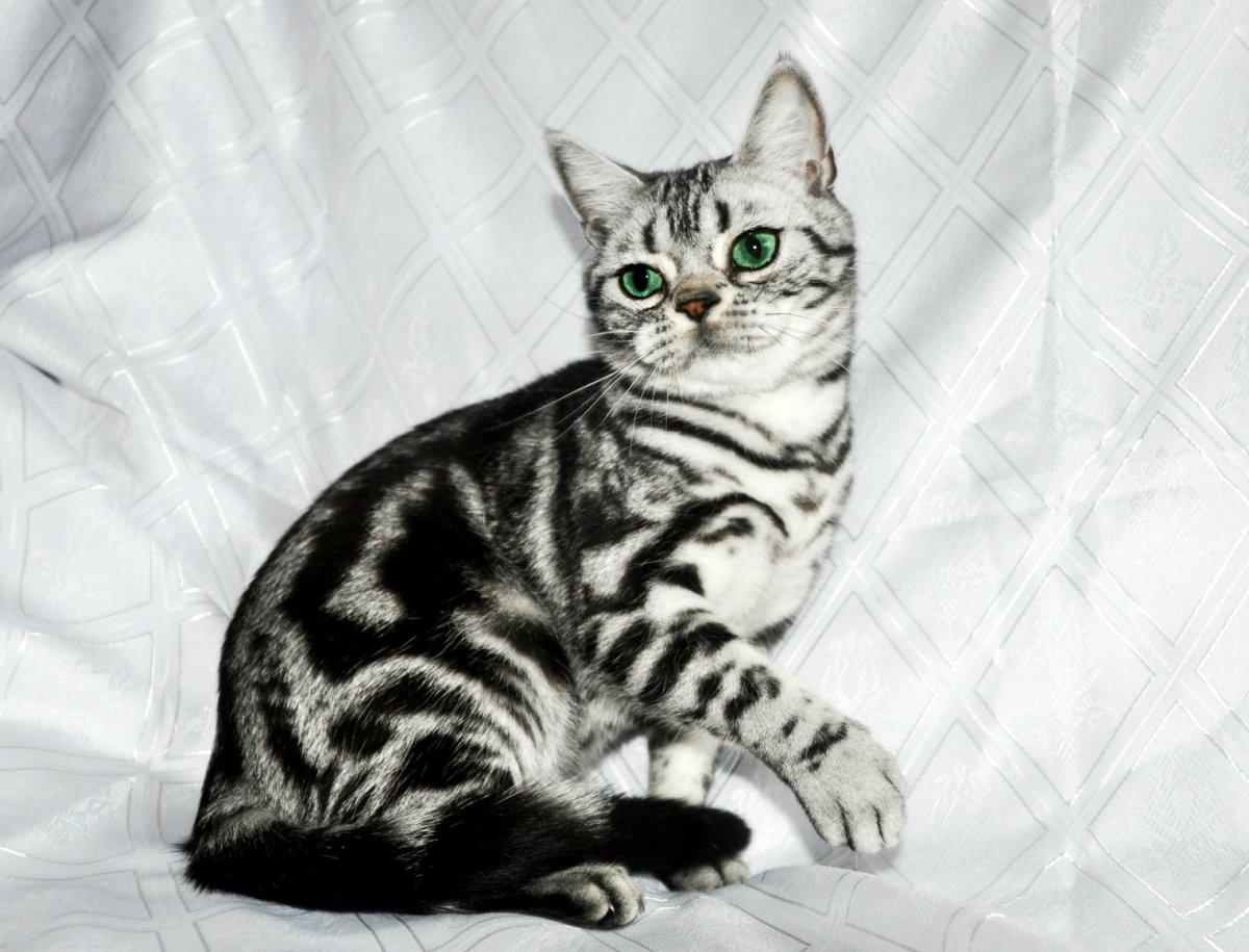 Мраморный Мэнкс табби