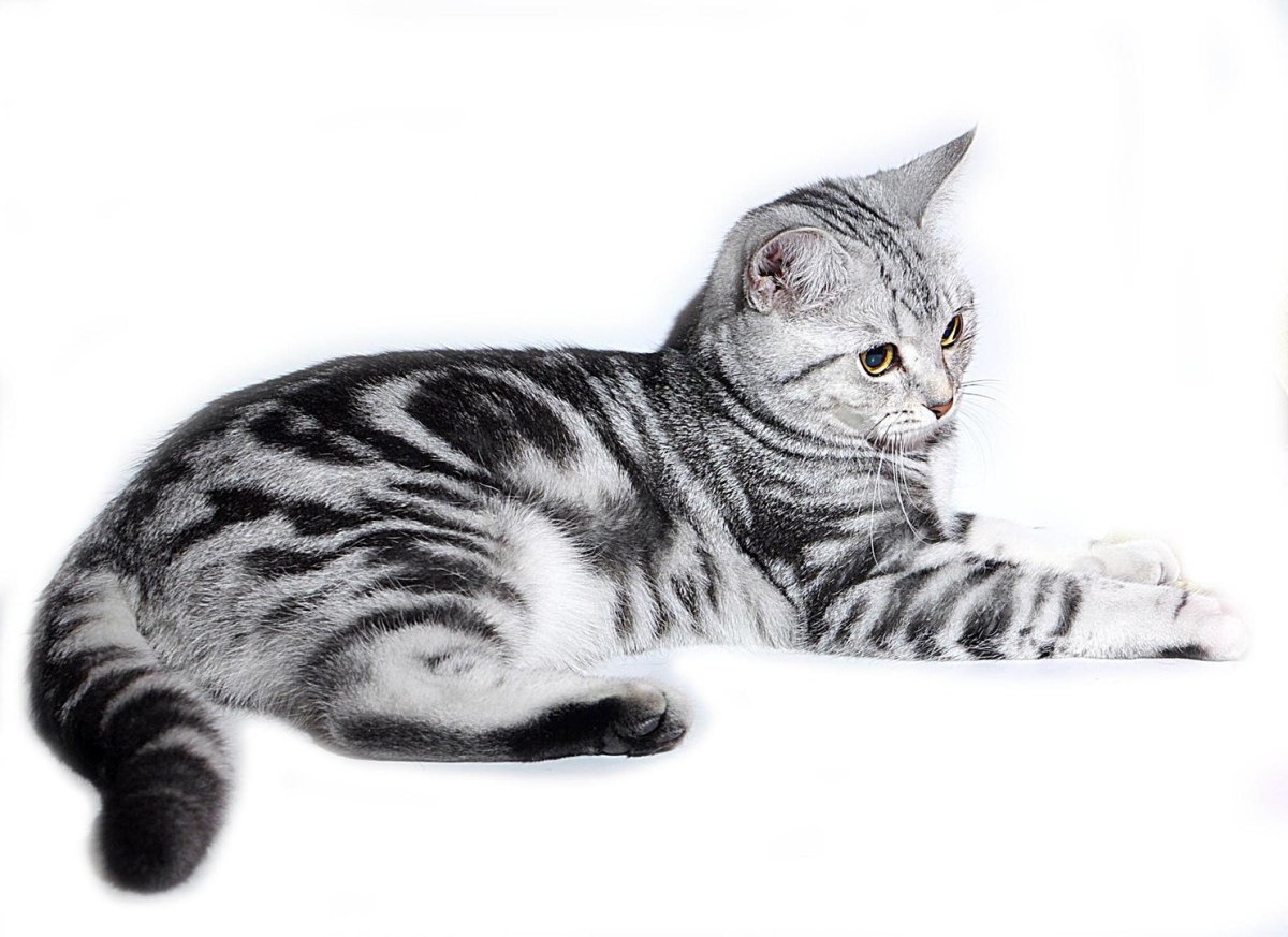 Табби ткань