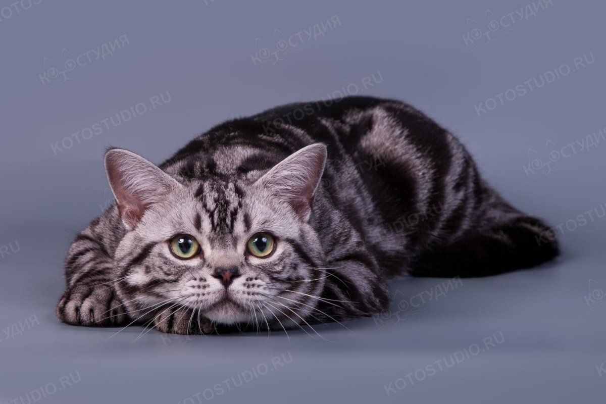 Британская кошка короткошерстная мраморная