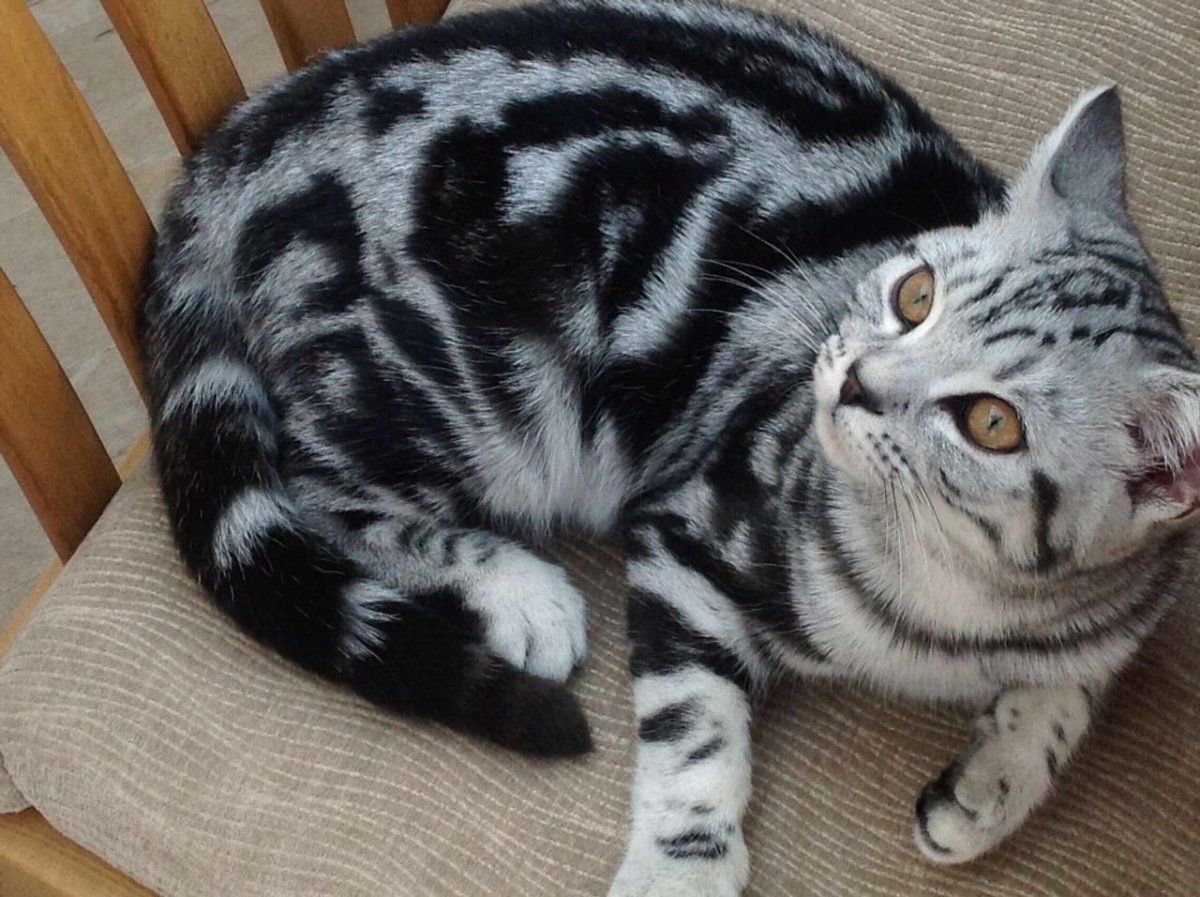 Британский кот мраморный табби