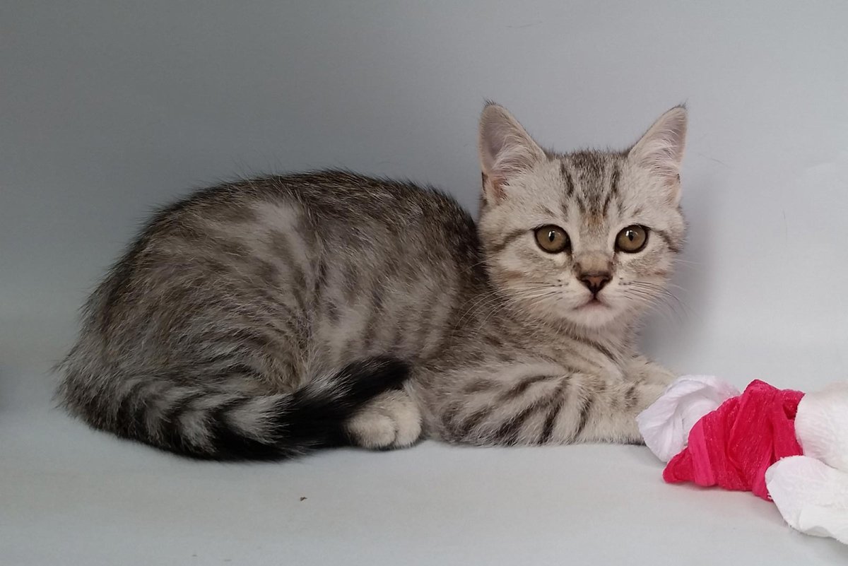 Британская короткошёрстная кошка вискас