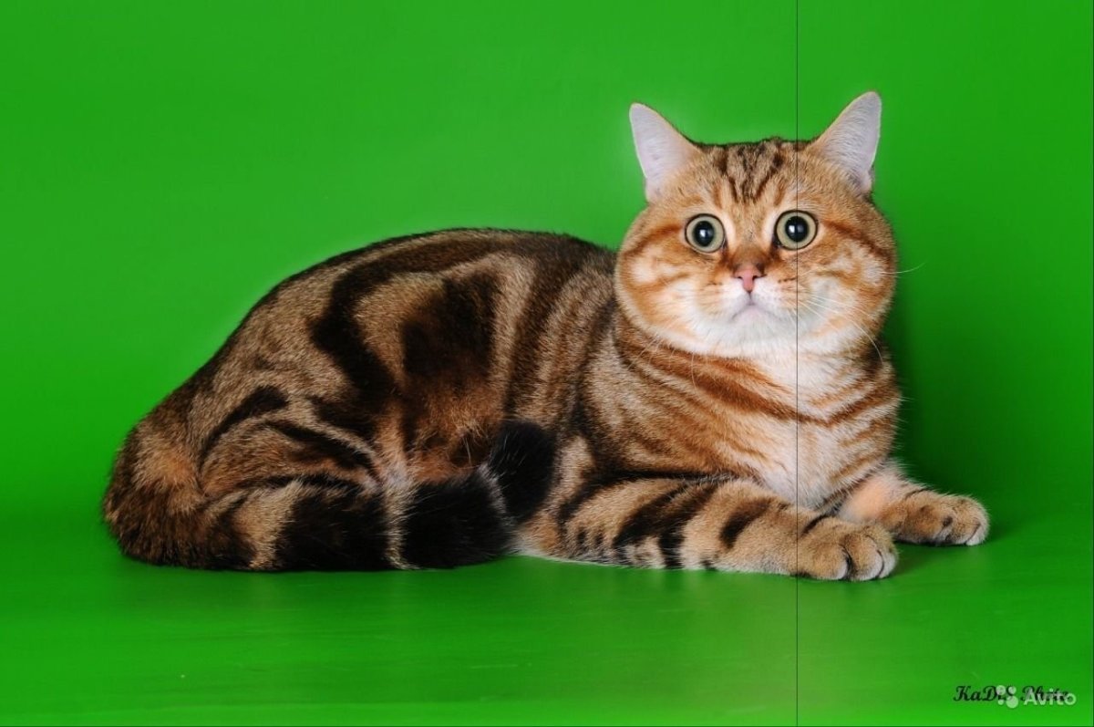 Черный золотой мраморный британец ny22