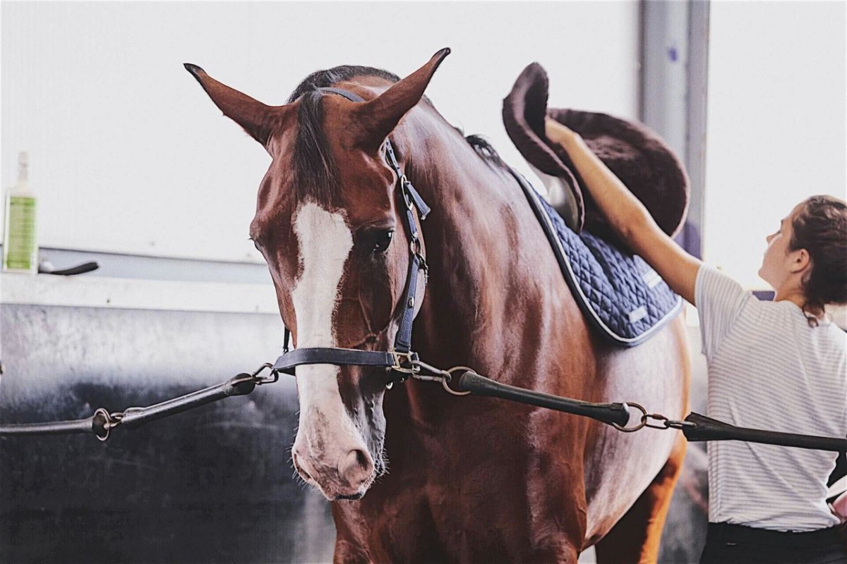 СДДИ Савино лошади