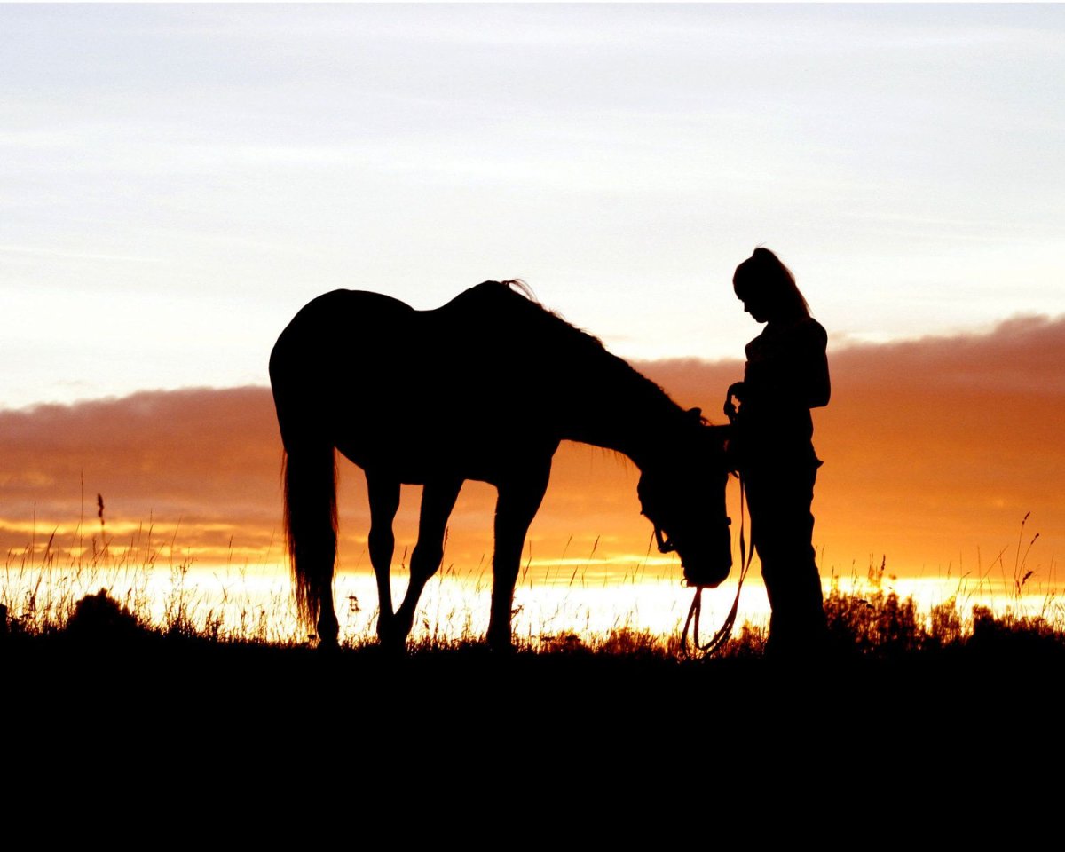 Девушка на лошади со спины