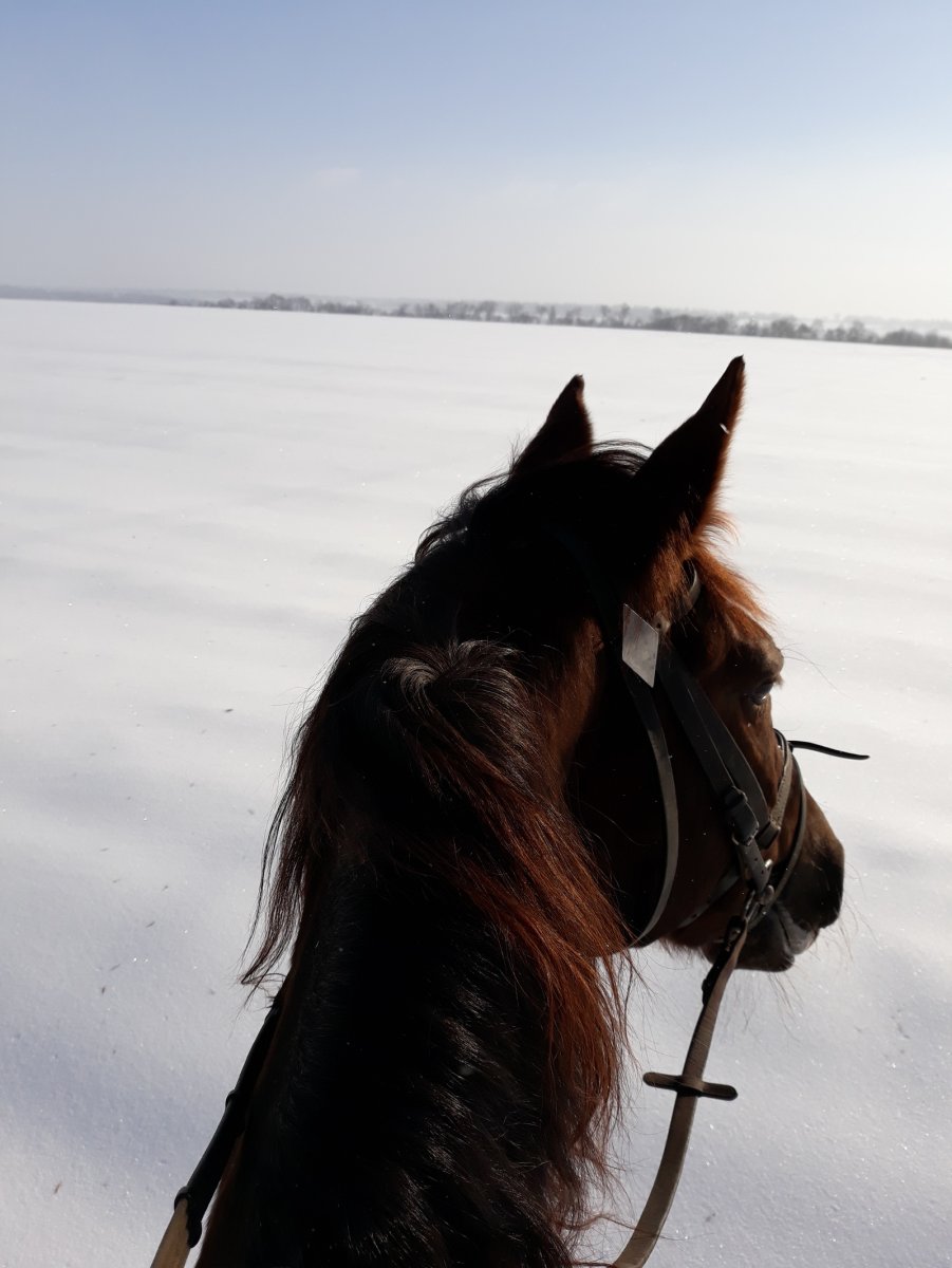 Девушка на лошади без лица