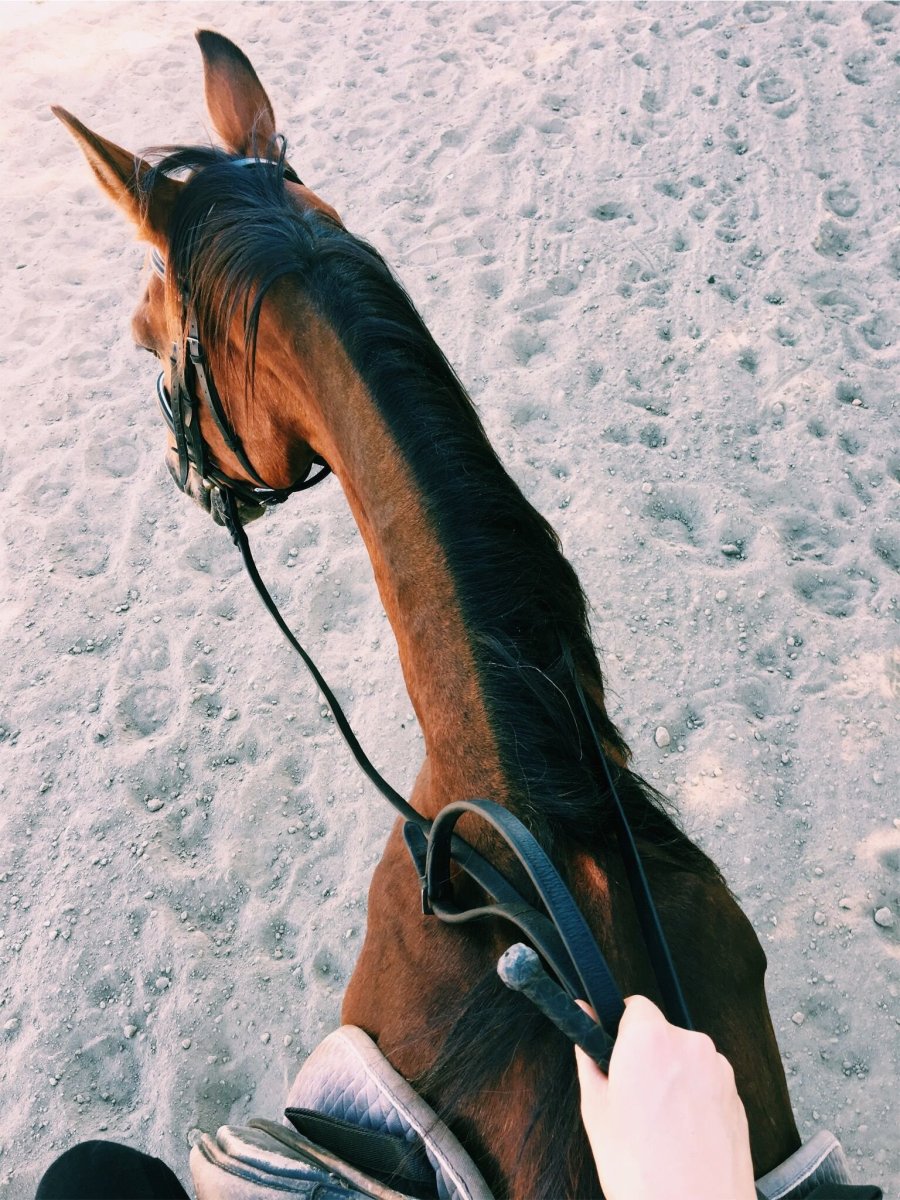 Вид через уши лошади