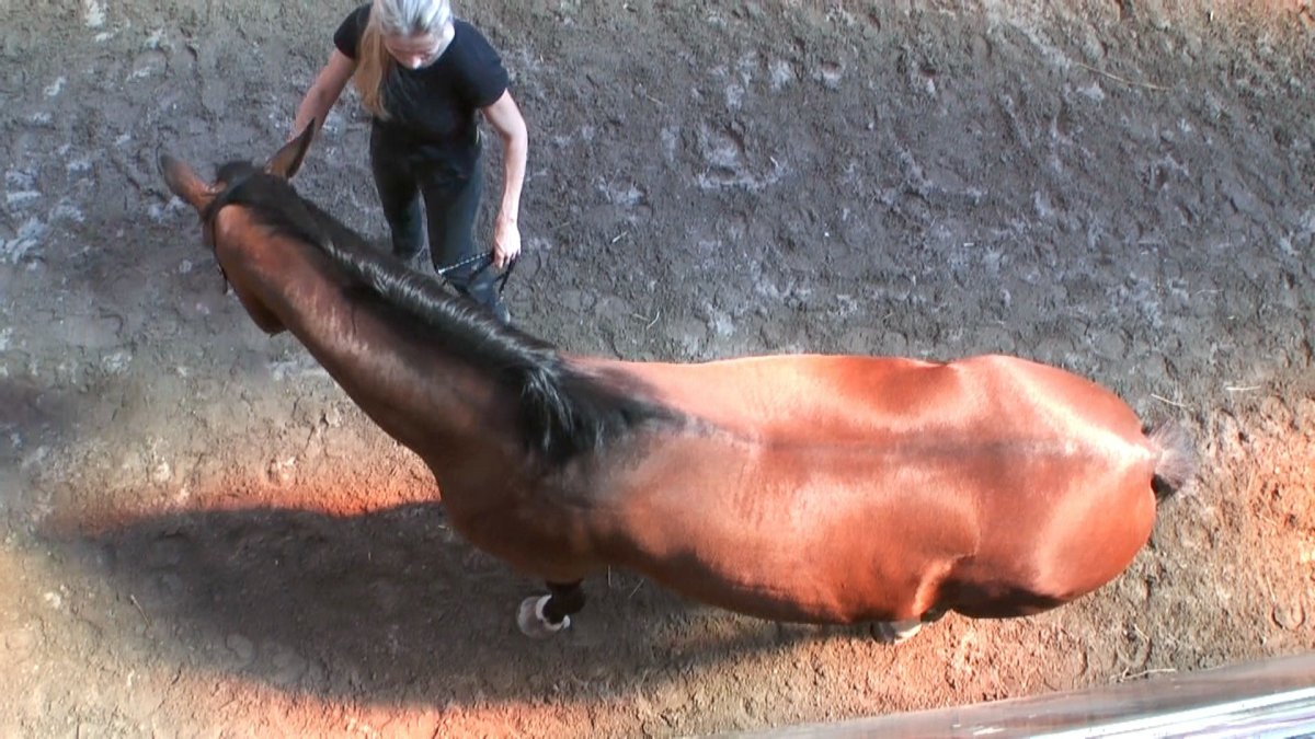 Лошадь вид сверху