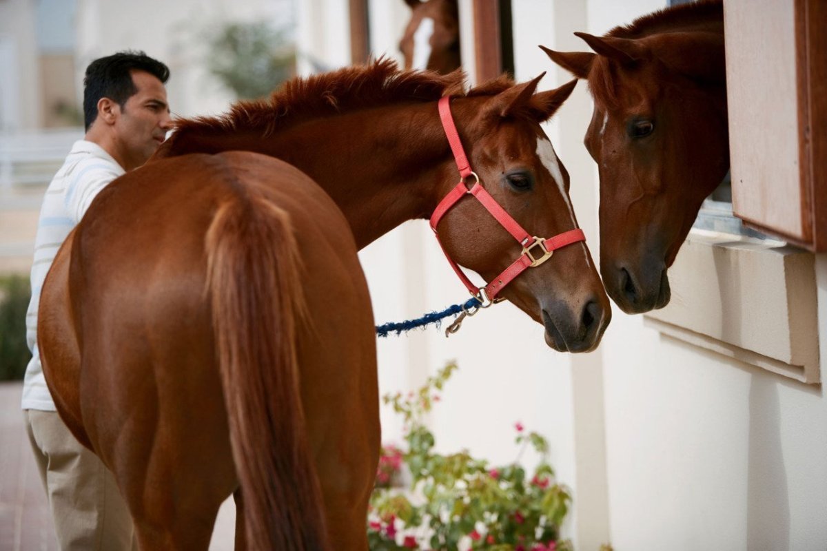 Лошадь спиной