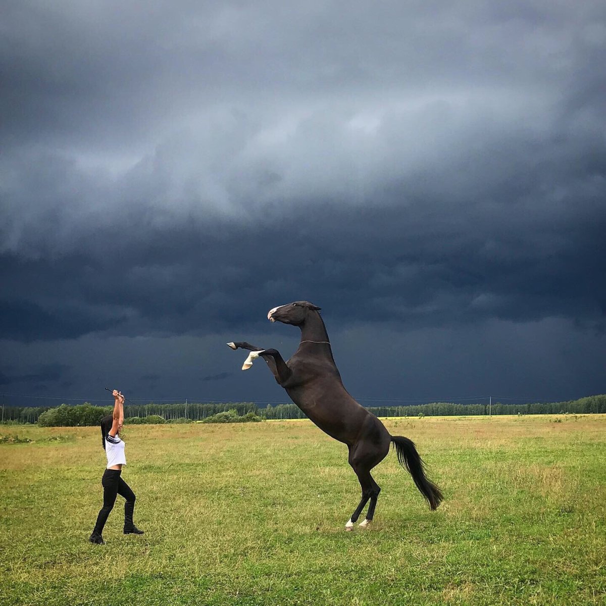 Самый быстрый конь живущий