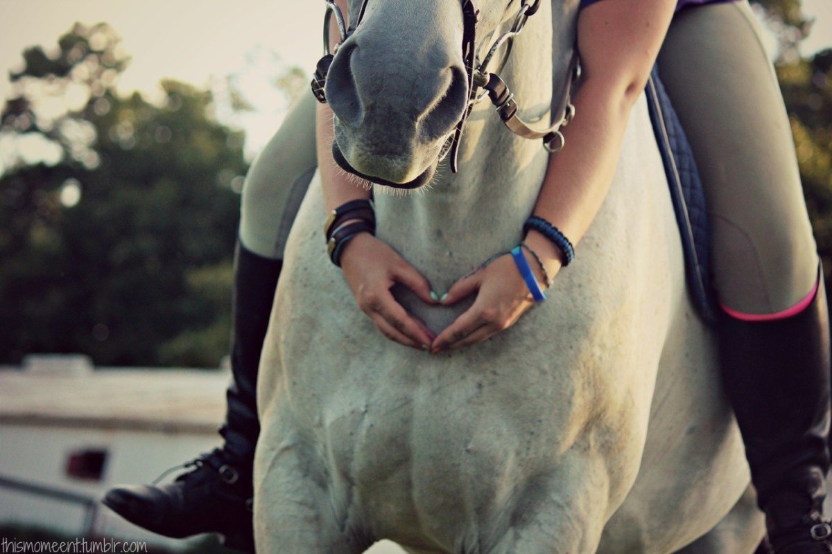 Лошадь и рука девушки