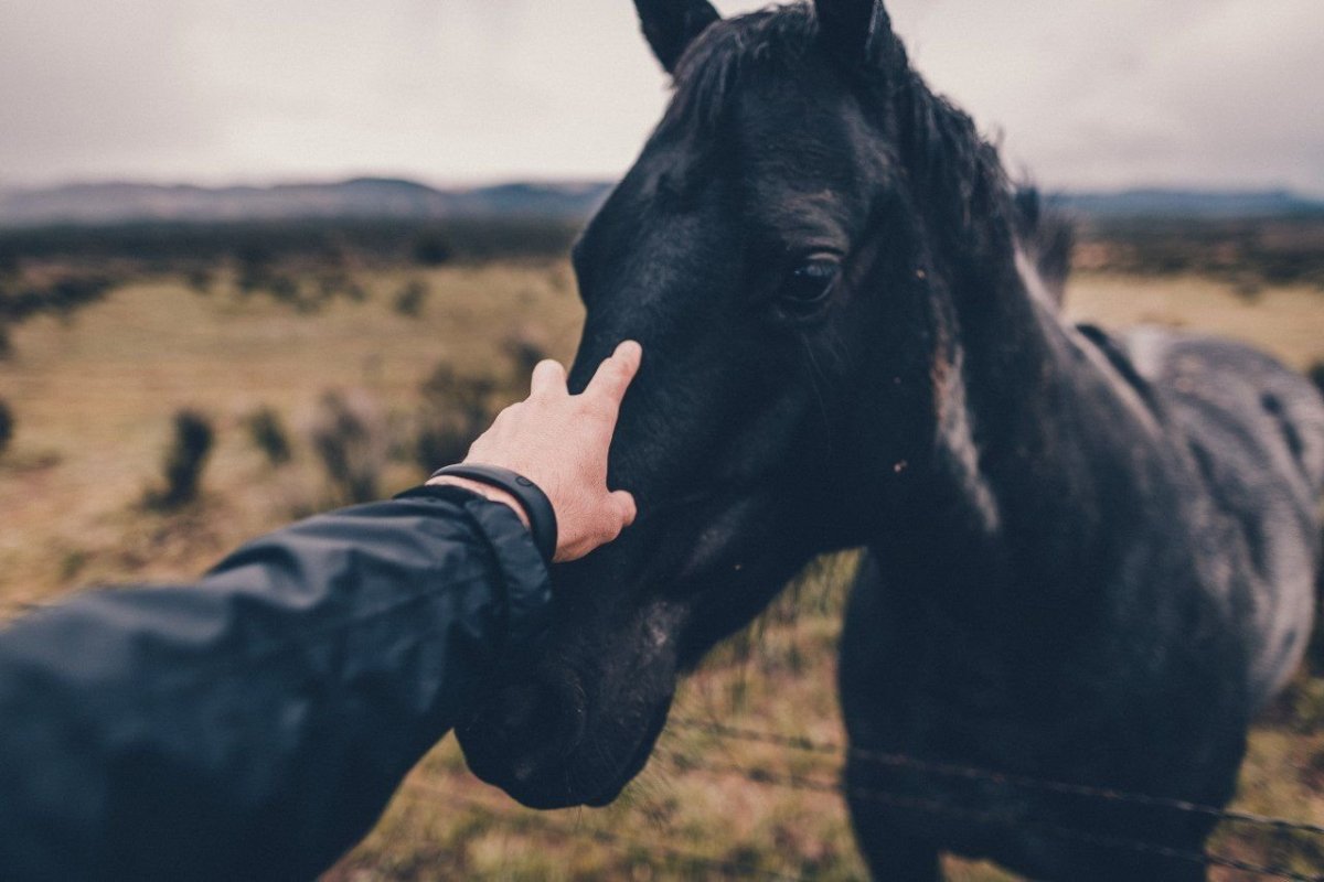 Черный конь Эстетика