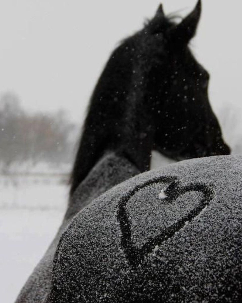 Картинки на аву лошади