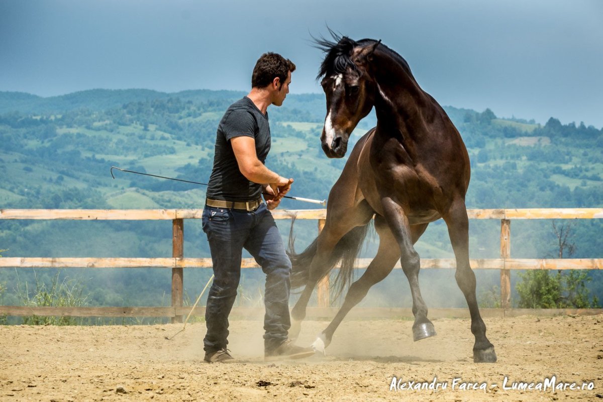 Любитель лошадей