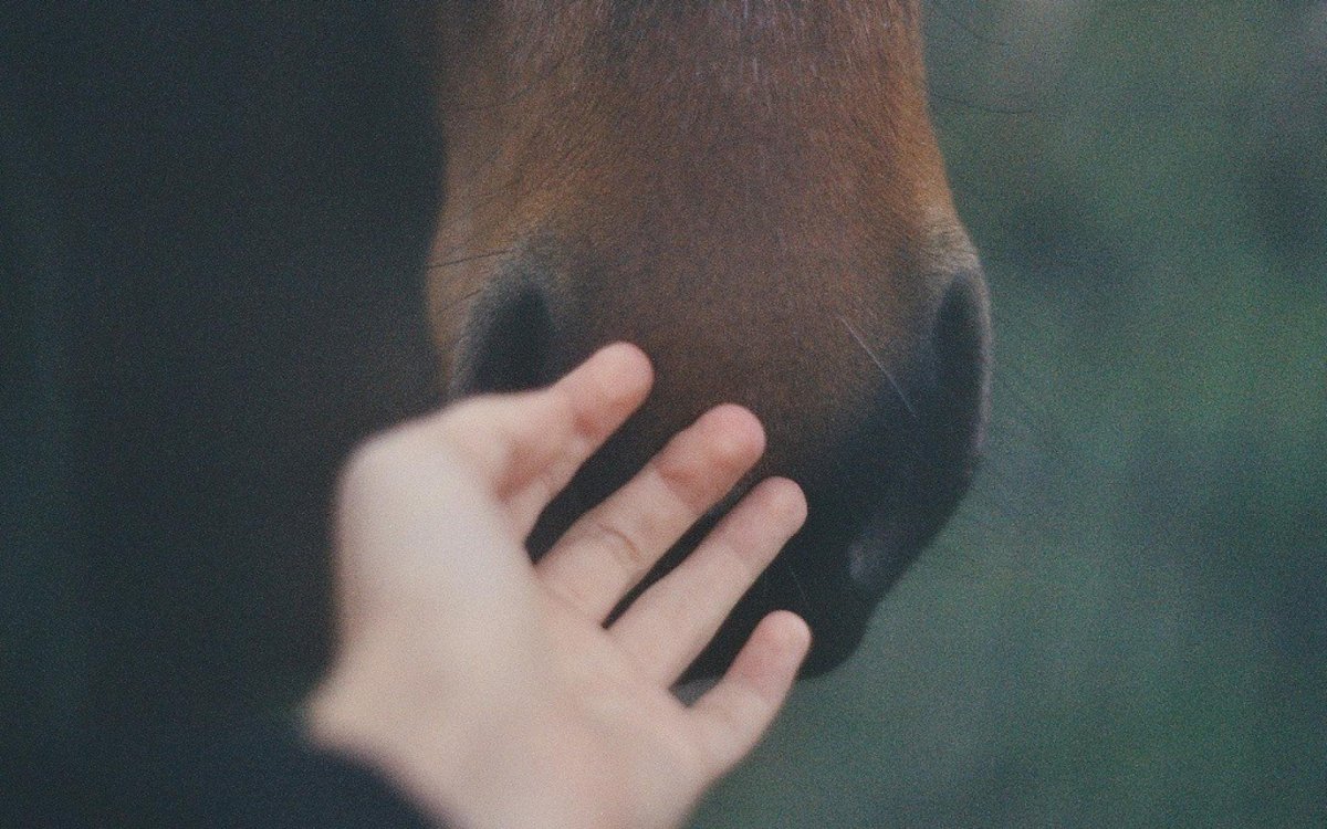 Рука на лошади
