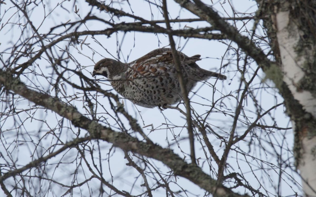 Птицы Вологодской области