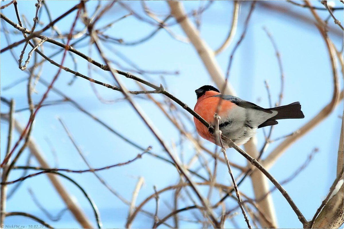 Уральский Снегирь