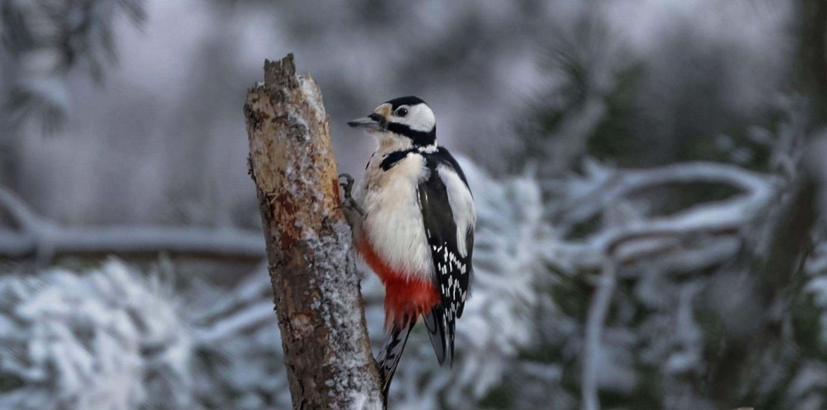 Дятел зимующая птица