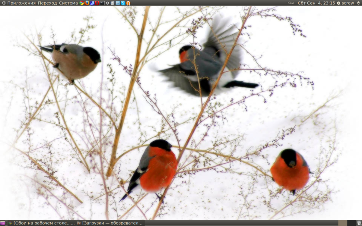 Зимующие птицы Пермского края фото с названиями