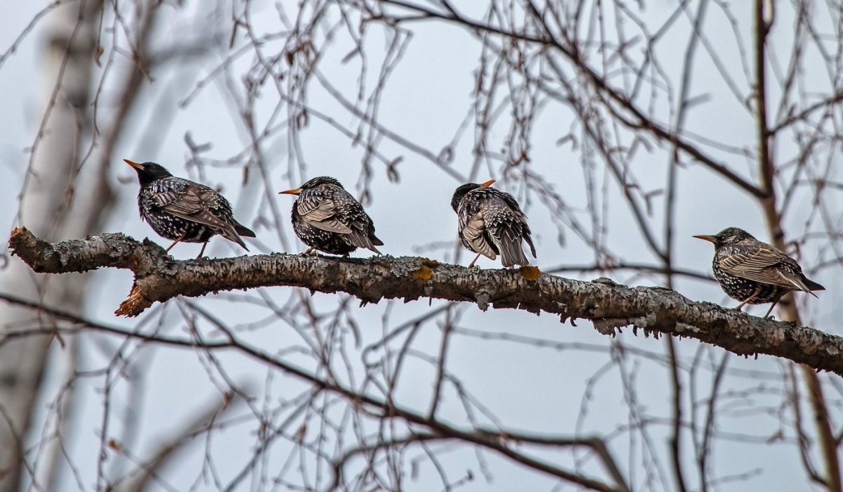 Птицы Татарстана зимой