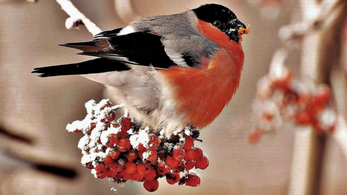 Снегири зимой