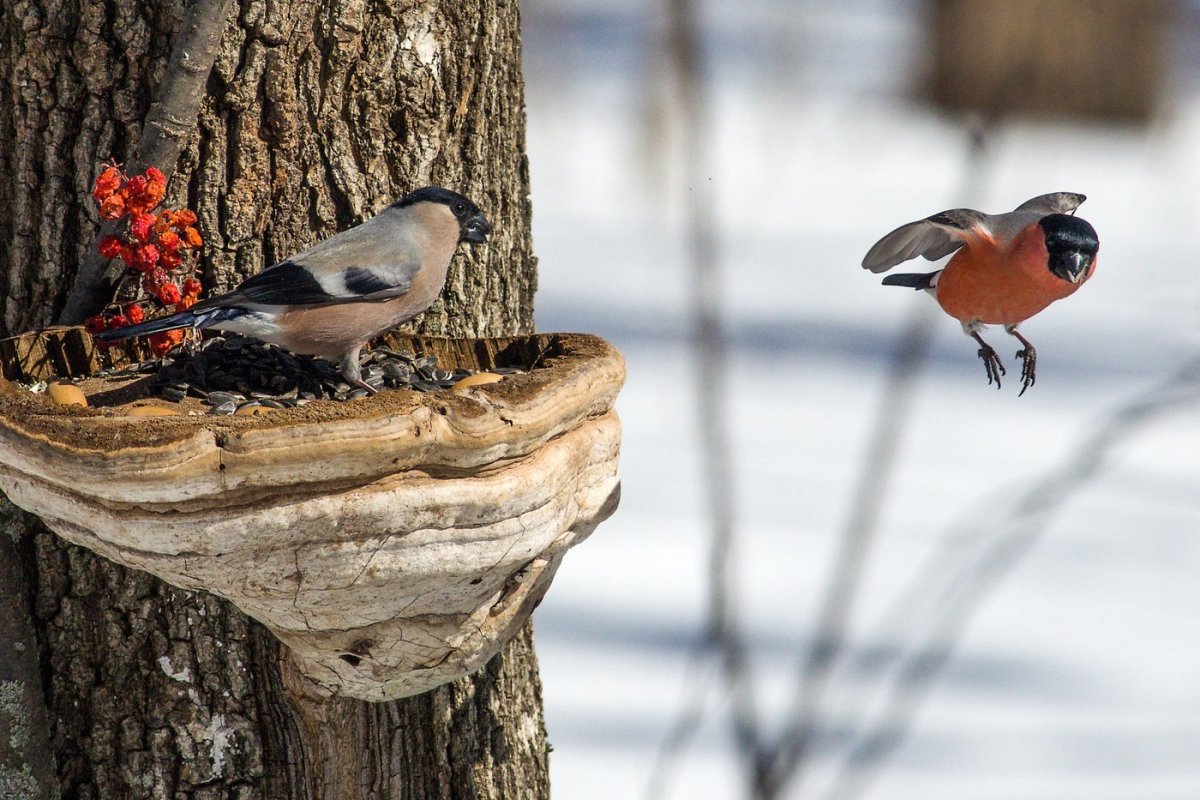 Гнездо снегиря